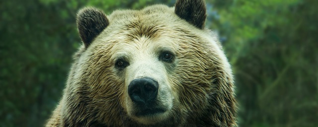 На Камчатке медведь съел оставленную на кладбище еду и унес бутылку водки